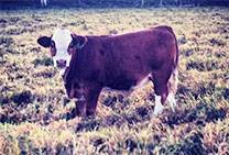 Crown Royal daughter